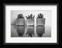 Potted Succulent Fine Art Print