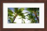 Oahu Palms Fine Art Print