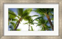 Oahu Palms Fine Art Print