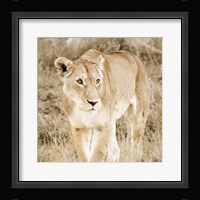 Lioness in Kenya (sepia) Fine Art Print