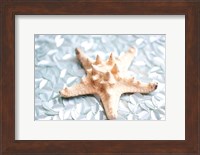 Shimmer Shells II Fine Art Print