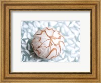 Shimmer Shells I Fine Art Print
