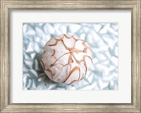 Shimmer Shells I Fine Art Print