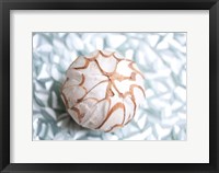 Shimmer Shells I Framed Print