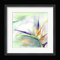 Bird of Paradise II Fine Art Print