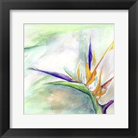 Bird of Paradise II Fine Art Print