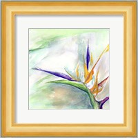 Bird of Paradise II Fine Art Print