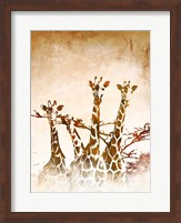 Safari Giraffe II Fine Art Print