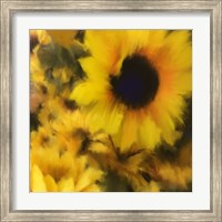 Sunflower Fine Art Print