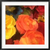 Rose Blooms Fine Art Print