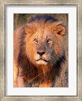 Approaching Lion Fine Art Print