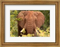 Elephant on Alert Fine Art Print