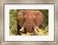 Elephant on Alert Fine Art Print