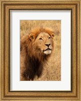 Lion's Intent Stare Fine Art Print