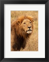 Lion's Intent Stare Fine Art Print