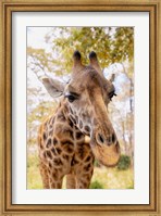 Curious Giraffe Fine Art Print