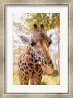 Curious Giraffe Fine Art Print