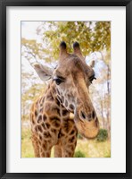 Curious Giraffe Fine Art Print