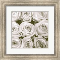 Rose in Bloom Square Fine Art Print