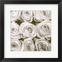 Rose in Bloom Square Fine Art Print