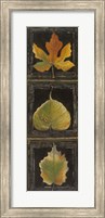 Three Leaves I Fine Art Print