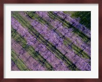 Peach Orchard in Spring, Marion County, Illinois Fine Art Print