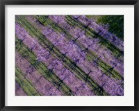 Peach Orchard in Spring, Marion County, Illinois Fine Art Print