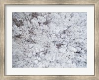 Aerial View of Snow-Covered Trees, Marion County, Illinois Fine Art Print