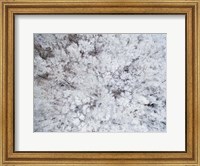 Aerial View of Snow-Covered Trees, Marion County, Illinois Fine Art Print