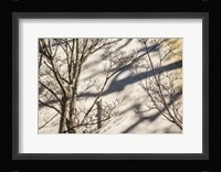 Wall Detail, Nantucket Island Fine Art Print