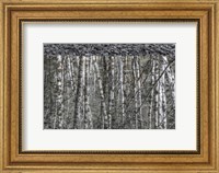 Black and White of Alder Trees Reflecting in Water Fine Art Print