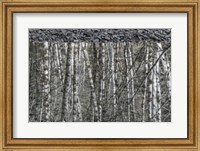 Black and White of Alder Trees Reflecting in Water Fine Art Print