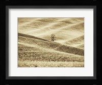Infrared of Lone Tree in Wheat Field 2 Fine Art Print