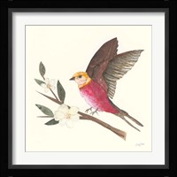 Birds and Blossoms IV Framed Print