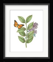Greenery Butterflies III Framed Print