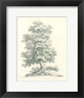 Tree Study II Fine Art Print