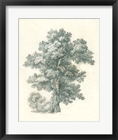 Tree Study I Framed Print