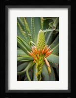African Aloe Fine Art Print