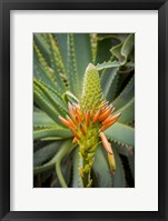 African Aloe Fine Art Print