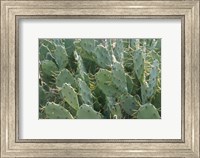 Prickly Pear Cactus Fine Art Print