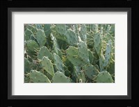 Prickly Pear Cactus Fine Art Print