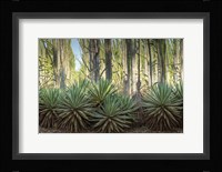 Sisal Plants Fine Art Print