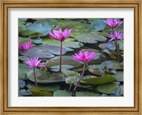 Pink Water Lilies Fine Art Print