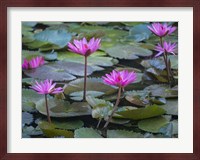 Pink Water Lilies Fine Art Print