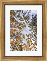 Walton Trees In Autumn Fine Art Print