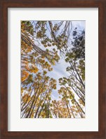 Walton Trees In Autumn Fine Art Print