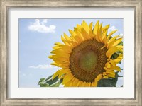Sunflowers Blooming Near Lavender Fields Fine Art Print