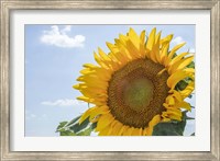 Sunflowers Blooming Near Lavender Fields Fine Art Print