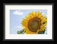 Sunflowers Blooming Near Lavender Fields Fine Art Print