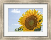 Sunflowers Blooming Near Lavender Fields Fine Art Print